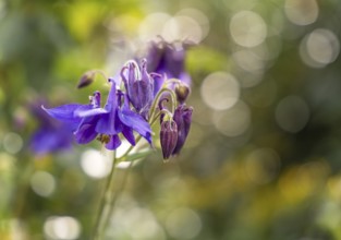 Purple flowering columbine (Aquilegia vulgaris) in the garden with blurred background and bokeh.