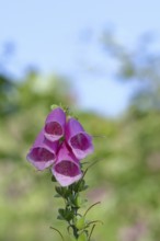 Common foxglove (Digitalis purpurea), flowers, from the plantain family, highly toxic, deadly