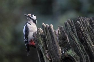 Great spotted woodpecker (Dendrocopos major), Emsland, Lower Saxony, Germany, Europe