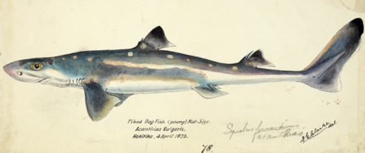 Siamese twins Spiny dogfish, spurdog, mud shark, or piked dogfish, fish, reproduction of an