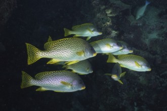 Shoal of spotted black spotted sweetlips (Plectorhinchus gaterinus) in the reef, swimming in the