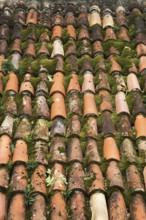 High angle view and close-up of traditional terracotta clay roof tiles overgrown with Bryophyta -