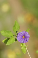 Blue potato tree (Lycianthes rantonnetii), gentian tree, blossom, close-up, Wilden, North