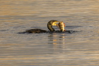 Bird holding a fish in its beak on calm water, caught dinner reflected in the light, Cormorant,