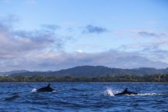 Pilot whales (Globicephala), Osa Peninsula, Puentarenas, Pacific Ocean, Costa Rica, Central America