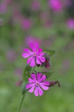 Red campion (Silene dioica), close-up of a flower in a meadow, Wilnsdorf, North Rhine-Westphalia,