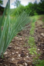 Onions and carrots like to grow next to each other in the organic garden in early summer. Organic