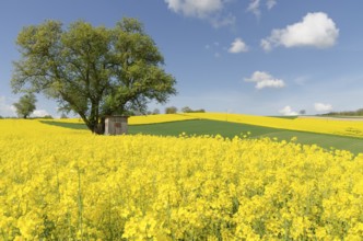 Hilly landscape in Kraichgau, hill, rape, rape field, spring, May, Sinsheim, Baden-Württemberg,