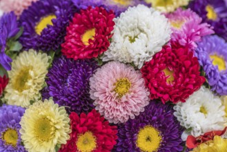 Colourful floral bouquet with beautiful flowers