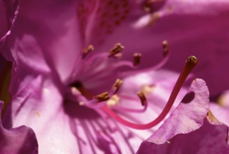 Pink flowering rhododendron bush. Full blossom in soft pink