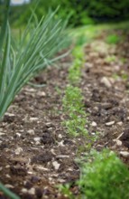 Onions and carrots like to grow next to each other in the organic garden in early summer. Organic