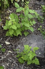 Raspberries, wild shoots (Rubus idaeus)