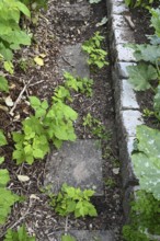 Raspberries, wild shoots (Rubus idaeus)