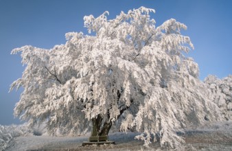 Beech in winter (Fagus sylvatica), Weißenbach, Hohe Meißner nature park Park, Hesse, Germany,