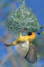 Southern Masked Weaver (Ploceus velatus), male, building a nest, Kruger National Park, South