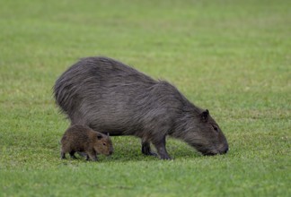 Capybara (Hydrochoerus hydrochaeris) with young animal, Cambyretá, Esteros del Iberá, Corrientes