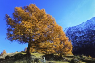 European larches ( Larix decidua) Larch, Larch forest, Valais, Switzerland, Europe