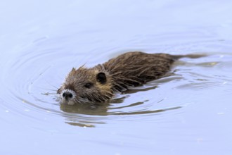 Nutria, Camargue, Provence, South of France, beaver rat, swamp beaver, tail beaver (Myocastor