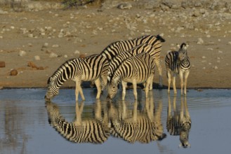 Burchell's Zebras (Equus quagga burchelli) at the waterhole, Chudop, Etosha National Park, Namibia,