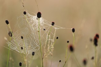 Great burnet (Sanguisorba officinalis), rose family (Rosaceae), spider web, Irndorfer Hardt, Upper