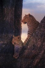 Leopard, with young, 6 months, old, Panthera pardus, Botswana, Botswana, Botswana, Africa