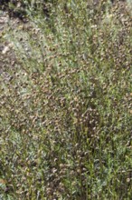 Abstract autumn brown and green floral texture