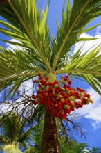 View upwards to a palm crown with red berries in front of a clear blue sky, Christmas palm, Manila