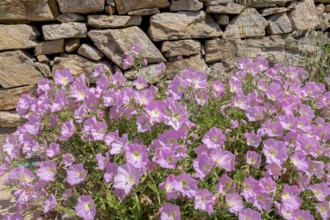 Amapola (Oenothera speciosa), also known as pink carpet evening primrose, Naxos, Cyclades, Greece,