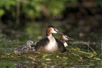 Great Crested Grebe (Podiceps cristatus), pair at the nest, with chicks, Krickenbecker Seen, North