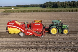 Potato harvesting, so-called split harvesting method, first the tubers are taken out of the ground