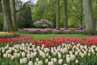 Tulips (Tulipa) at Keukenhof, Lisse, South Holland