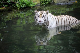 Bengal tiger, Indian tiger (Panthera tigris tigris), adult in water, India, Asia