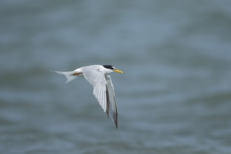 Little tern (Sternula albifrons) adult bird in flight, Suffolk, England, United Kingdom, Europe