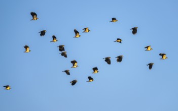 Northern Lapwing, Vanellus vanellus, birds in flight on blue sky