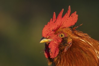 Chicken (Gallus gallus domesticus) adult male rooster or cockerel bird head portrait, England,