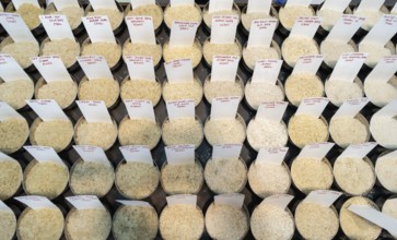 Samples of pulses kept on display inside a shop at a wholesale market ahead of the presentation of