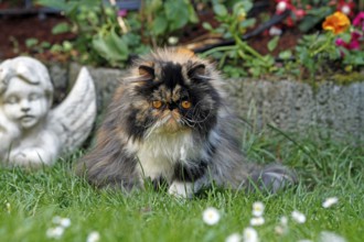 Persian cat, long-haired cat