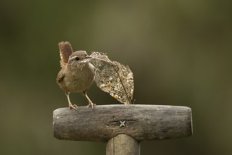 European wren (Troglodytes troglodytes) adult bird on a garden fork handle with nesting material in