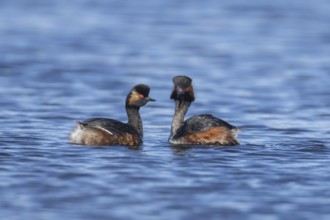 Black necked grebe (Podiceps nigricollis) two adult birds in breeding plumage performing their