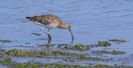 Eurasian curlew, common curlew (Numenius arquata) foraging in shallow water by probing soft mud for