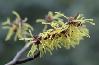 Witch hazel (Hamamelis mollis Pallida), Emsland, Lower Saxony, Germany, Europe