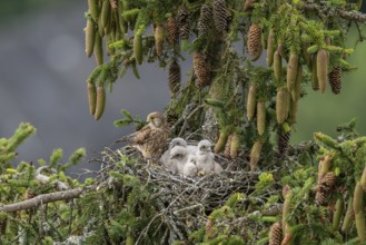 Common kestrel (Falco tinnunculus), female adult bird with young birds not yet ready to fly in the