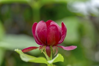 Carolina sweetshrub (Calycanthus floridus), North Rhine-Westphalia, Germany, Europe