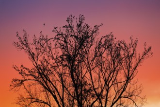 Starlings gather in treetops at sunset, Canton Lucerne, Switzerland, Europe