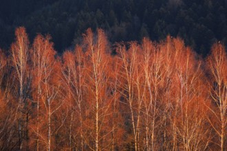 Birch trees in the evening light, Wauwilermoos in the canton of Lucerne, Switzerland, Europe