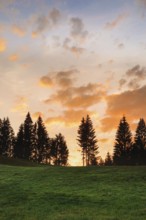 Silhouettes of trees in front of a colourful cloudy sky at sunset, Switzerland, Europe