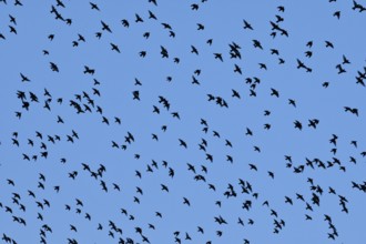 Flock of starlings in flight at dusk