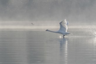 Mute swan (Cygnus olor) on takeoff on the water of a lake, Bas-Rhin, Alsace, Grand Est, France,