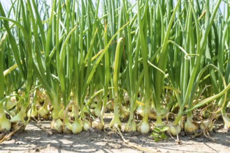 Agriculture, field with onions, Niederkrüchten, North Rhine-Westphalia, Germany, Europe