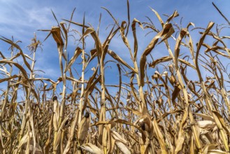 Corn field dried up and only low grown, small corn cobs, due to the summer drought, drought, near